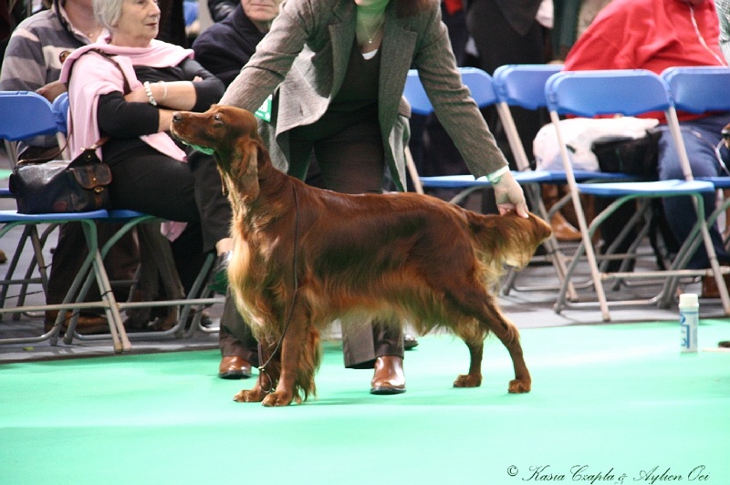 Crufts2011 621.jpg